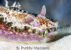 lembeh strait,nudi close up,nikon d2x 60mm macro by Puddu Massimo 